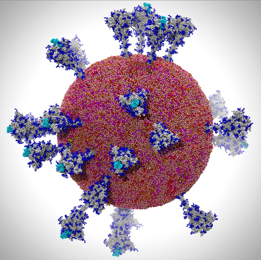 SARS-CoV-2 viral envelope comprising 305 million atoms